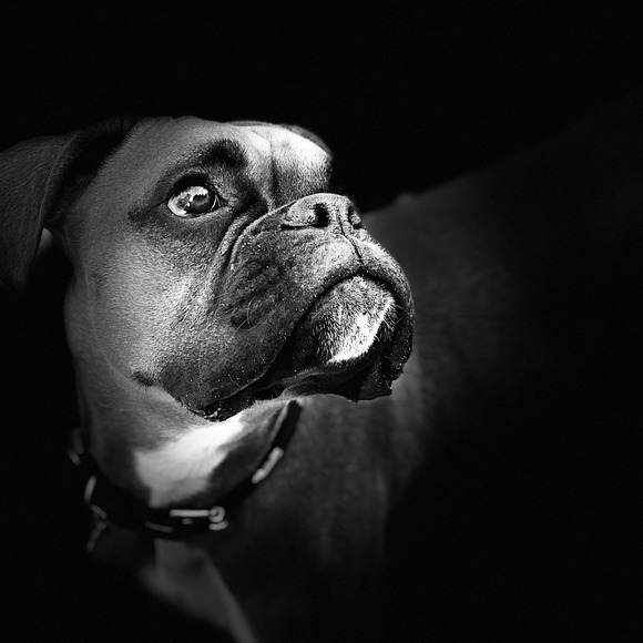 Meet your Posher, Mandy - Picture 1 of 1